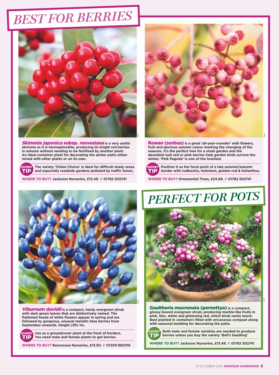 Amateur Gardening Preview Pages