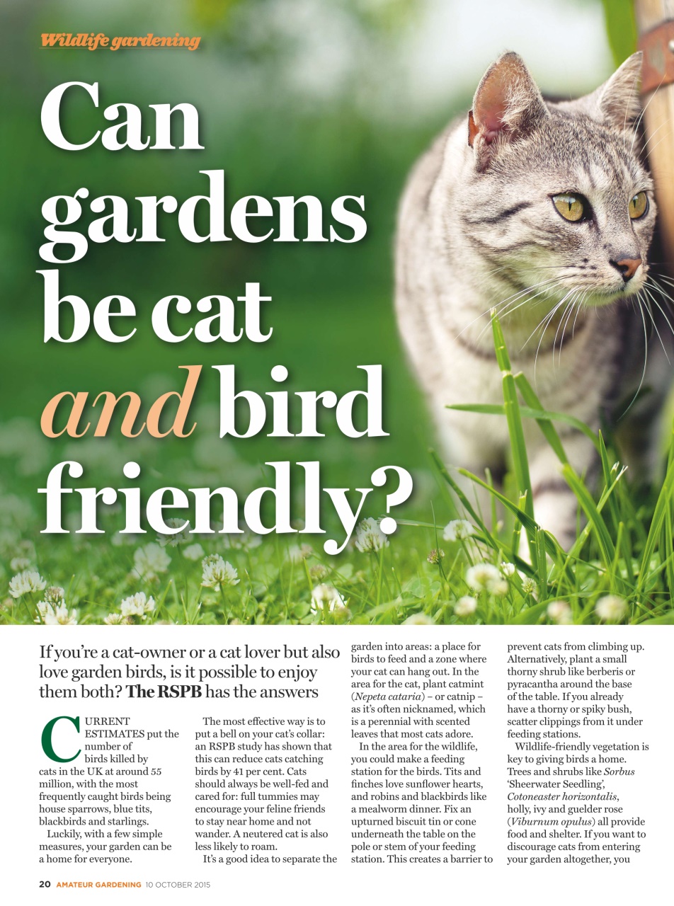 Amateur Gardening Preview Pages