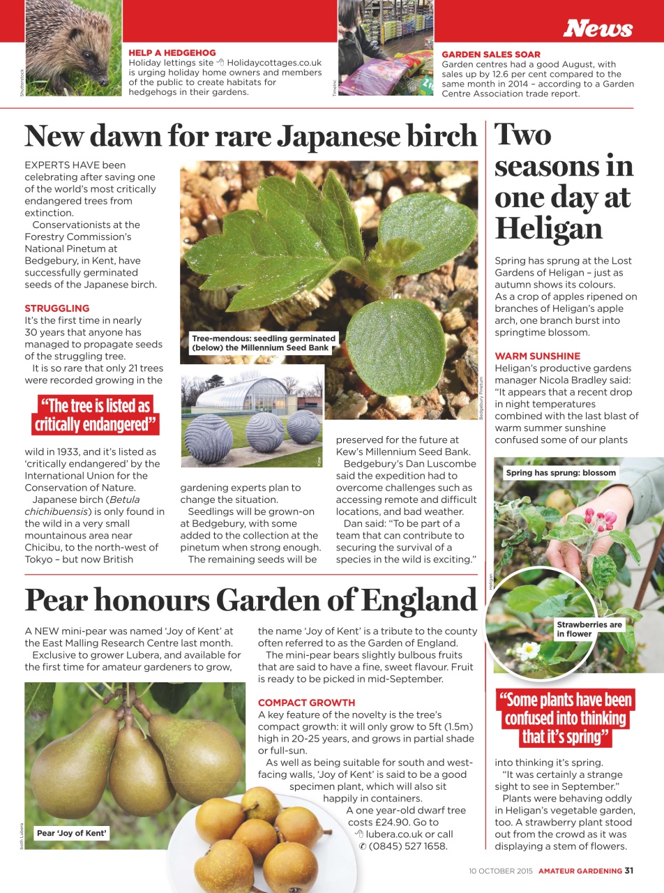 Amateur Gardening Preview Pages