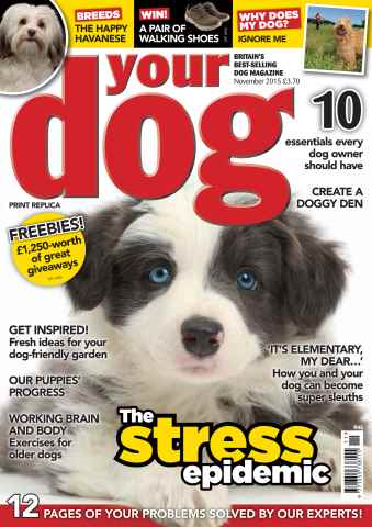 Your Dog issue Your Dog Magazine November 2015