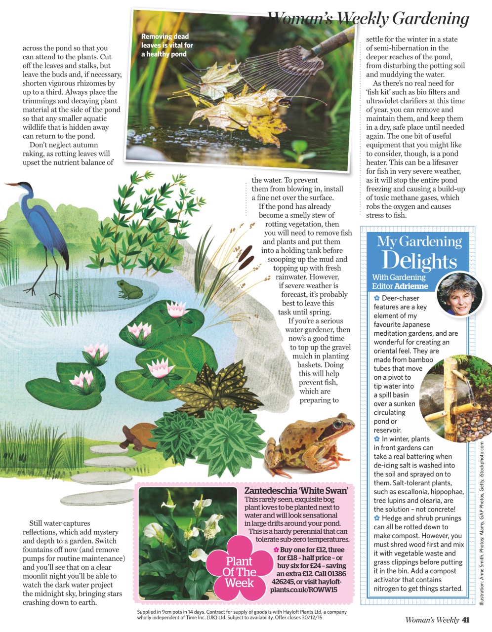 Woman's Weekly Preview Pages