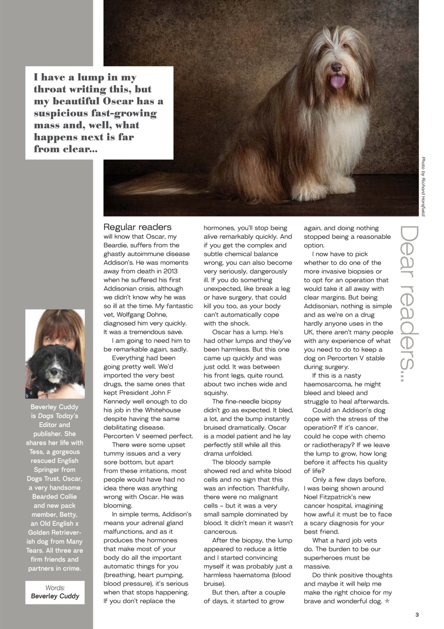 Dogs Today Magazine Preview Pages