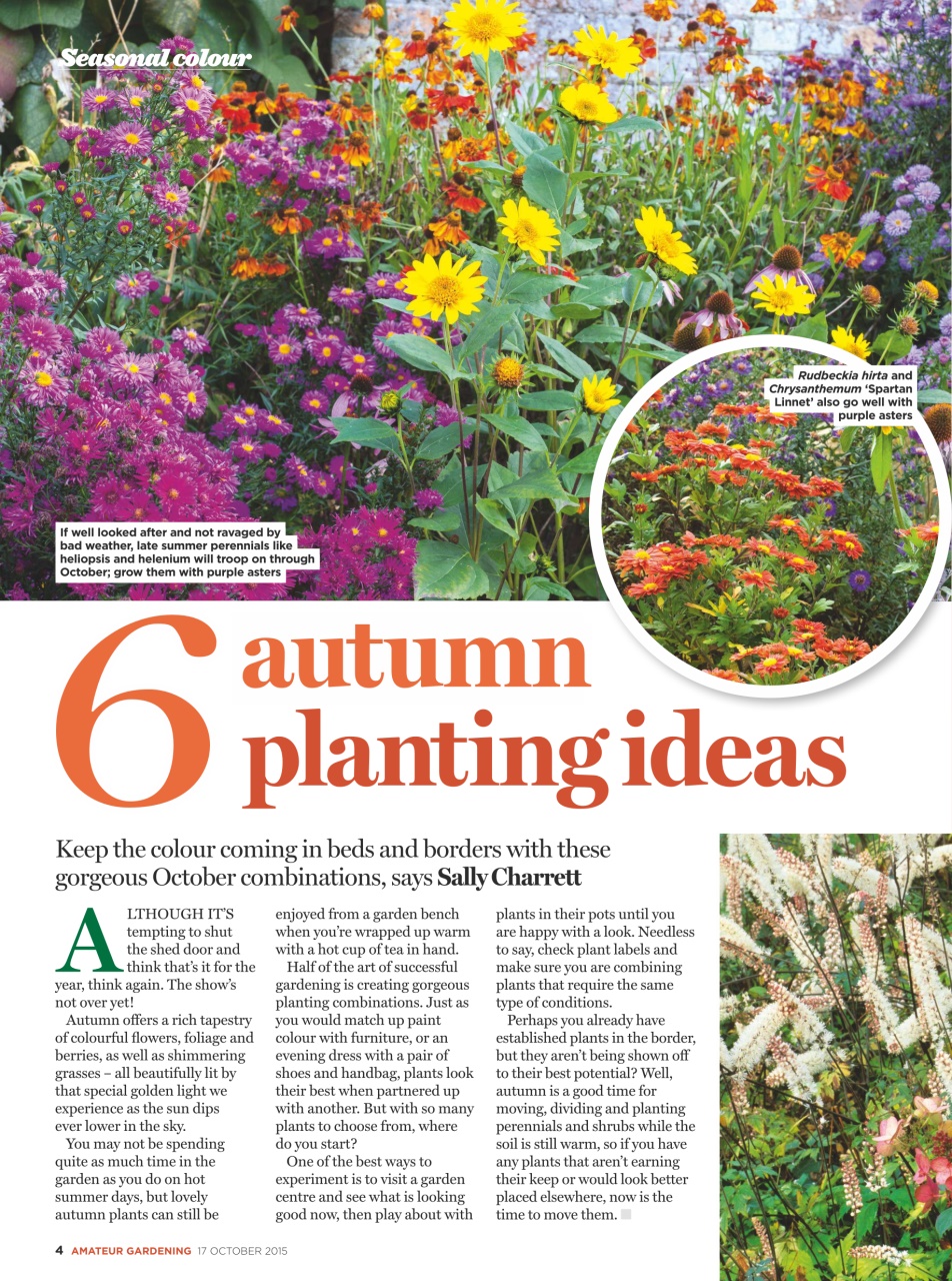 Amateur Gardening Preview Pages