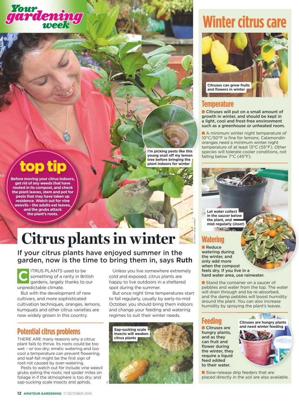 Amateur Gardening Preview Pages