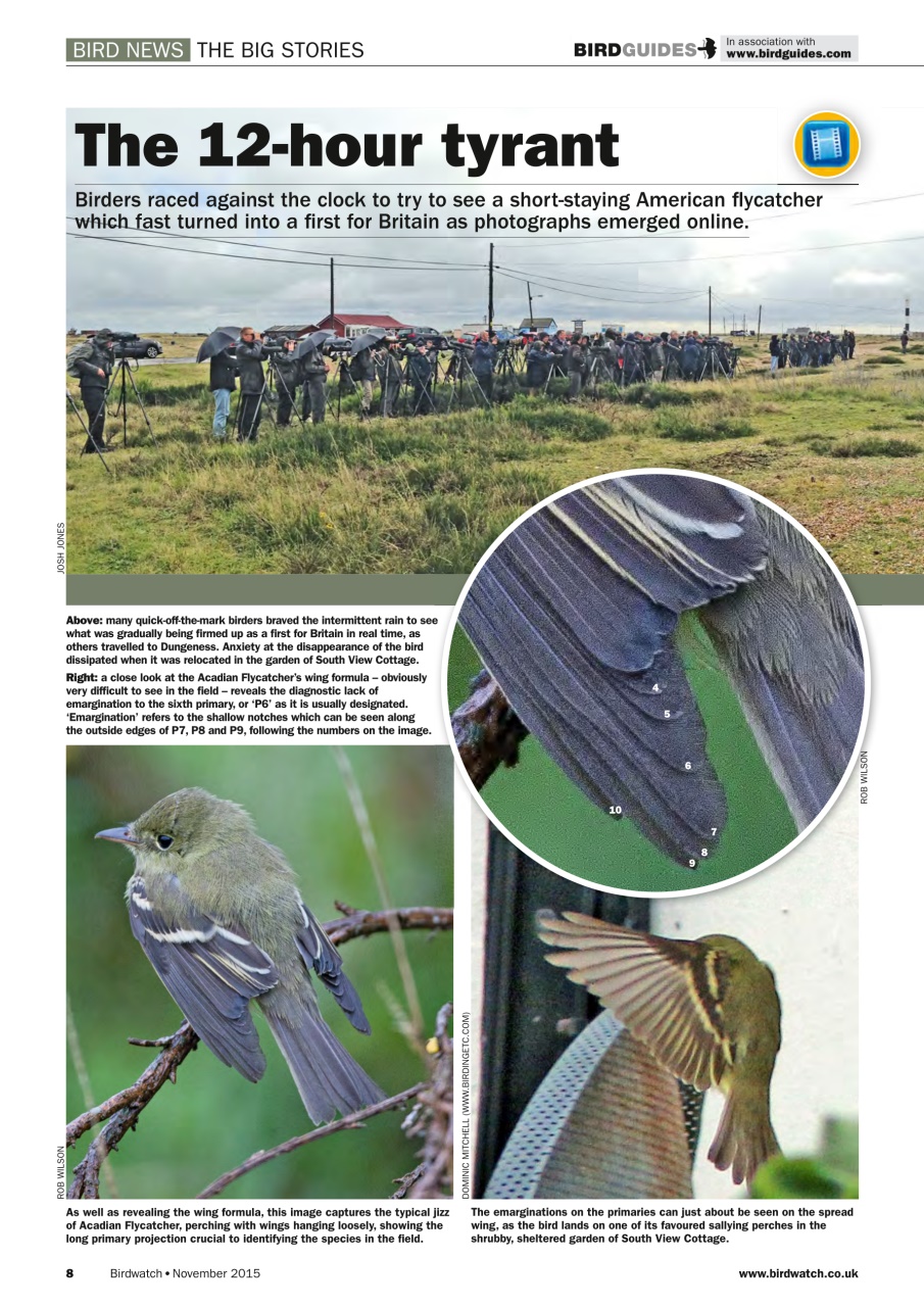 Birdwatch Magazine Preview Pages