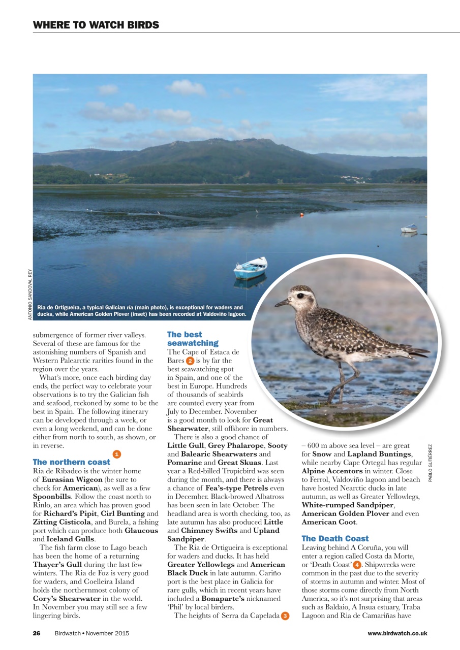Birdwatch Magazine Preview Pages