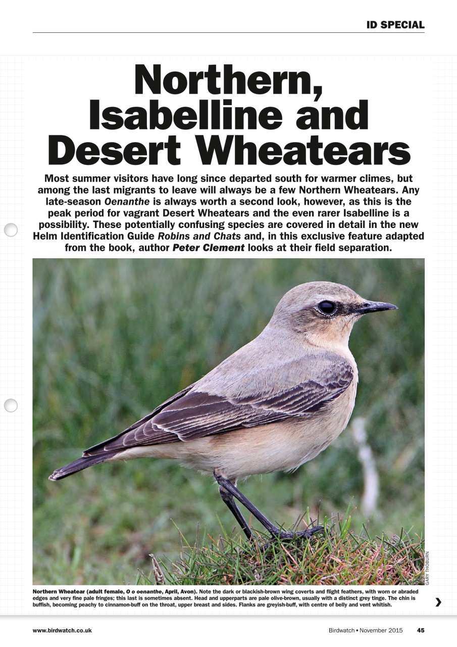 Birdwatch Magazine Preview Pages