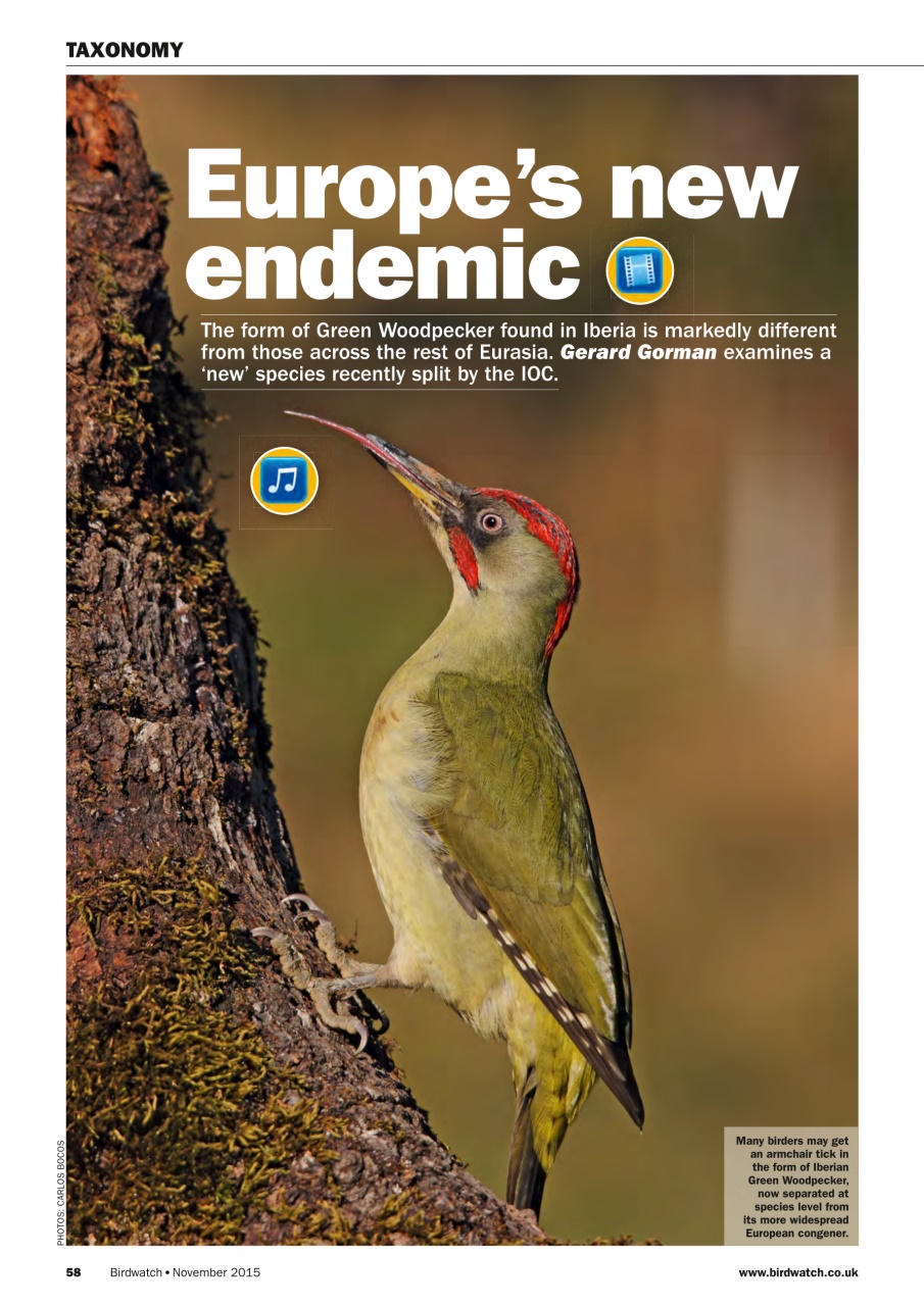 Birdwatch Magazine Preview Pages