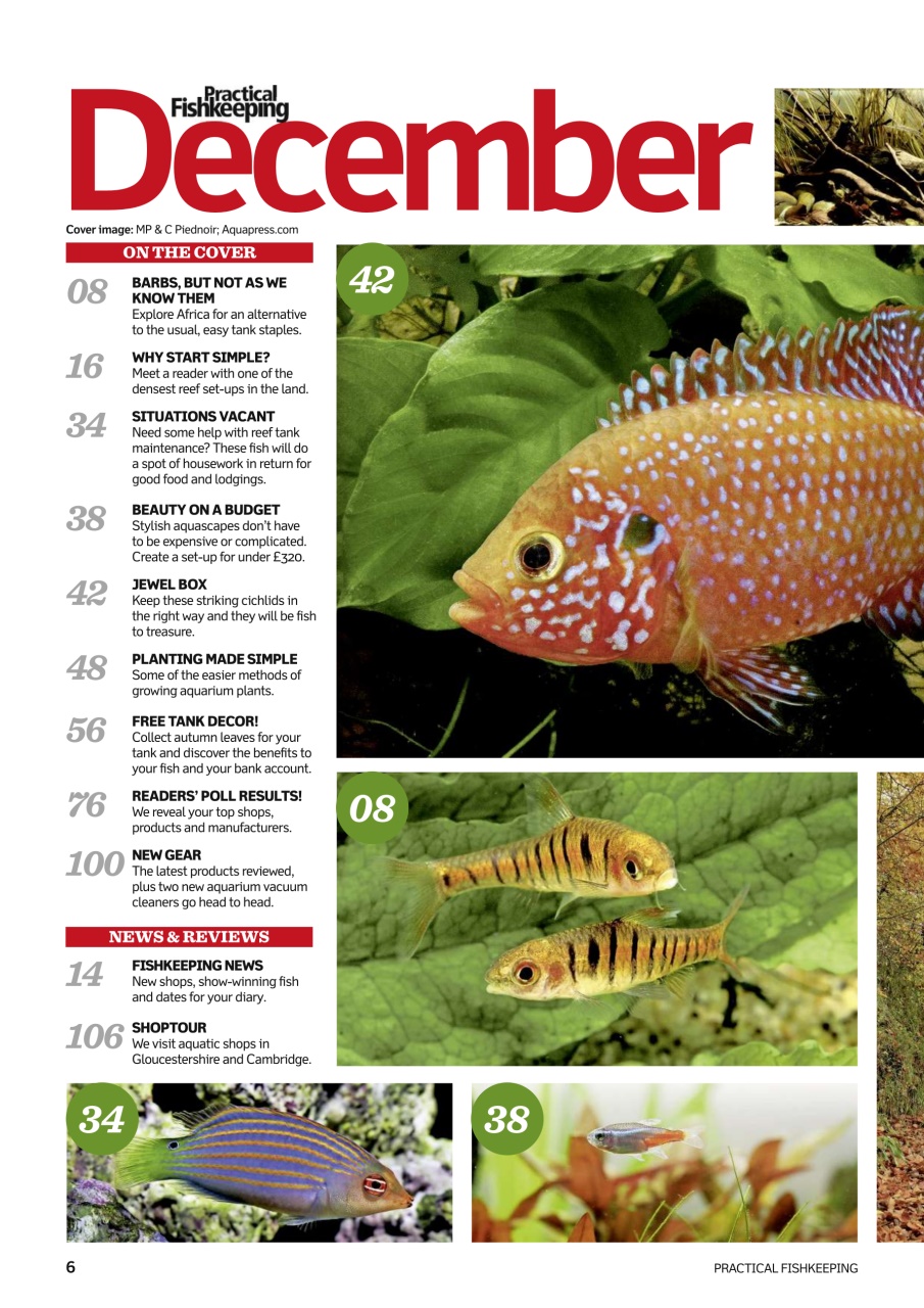 Practical Fishkeeping Preview Pages