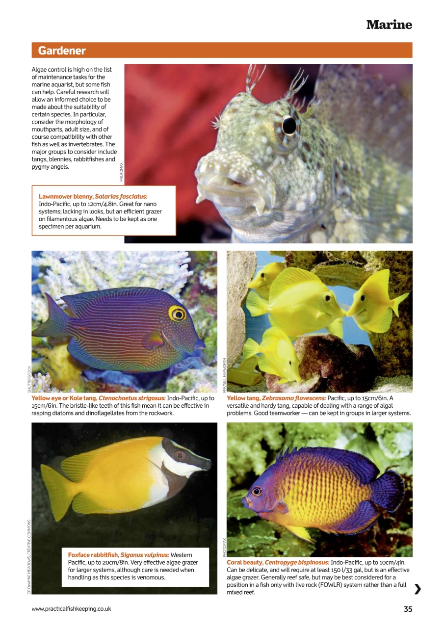 Practical Fishkeeping Preview Pages