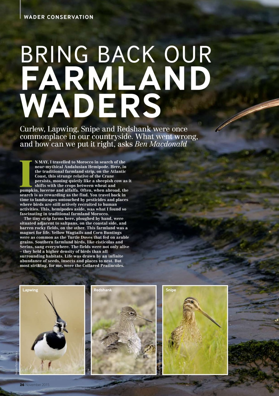 Bird Watching Preview Pages