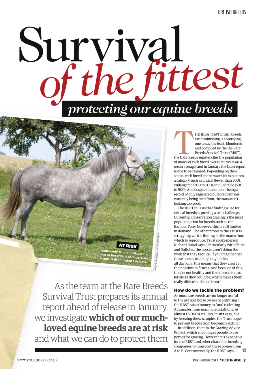 Your Horse Preview Pages