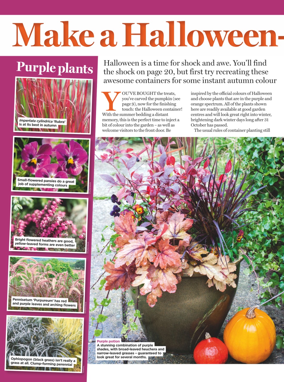 Amateur Gardening Preview Pages