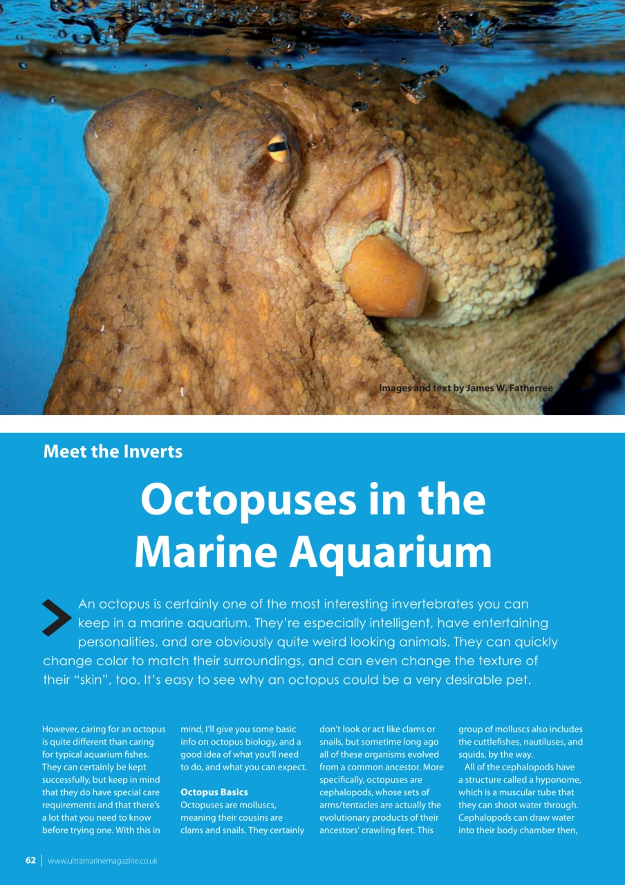 UltraMarine Magazine Preview Pages