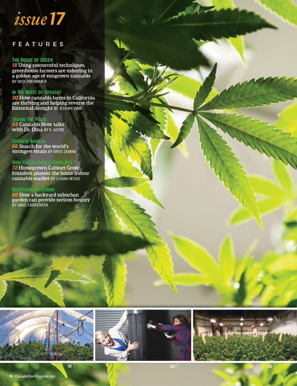 Cannabis Now Preview Pages