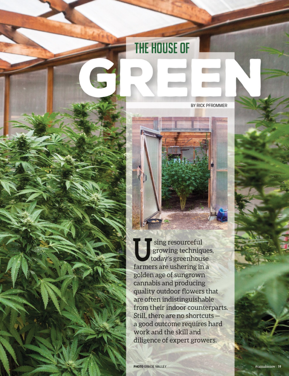Cannabis Now Preview Pages