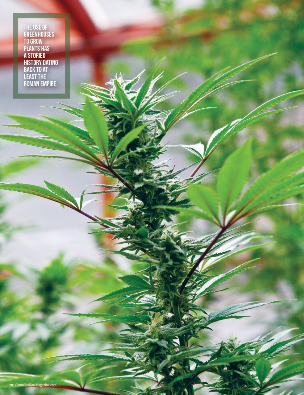 Cannabis Now Preview Pages