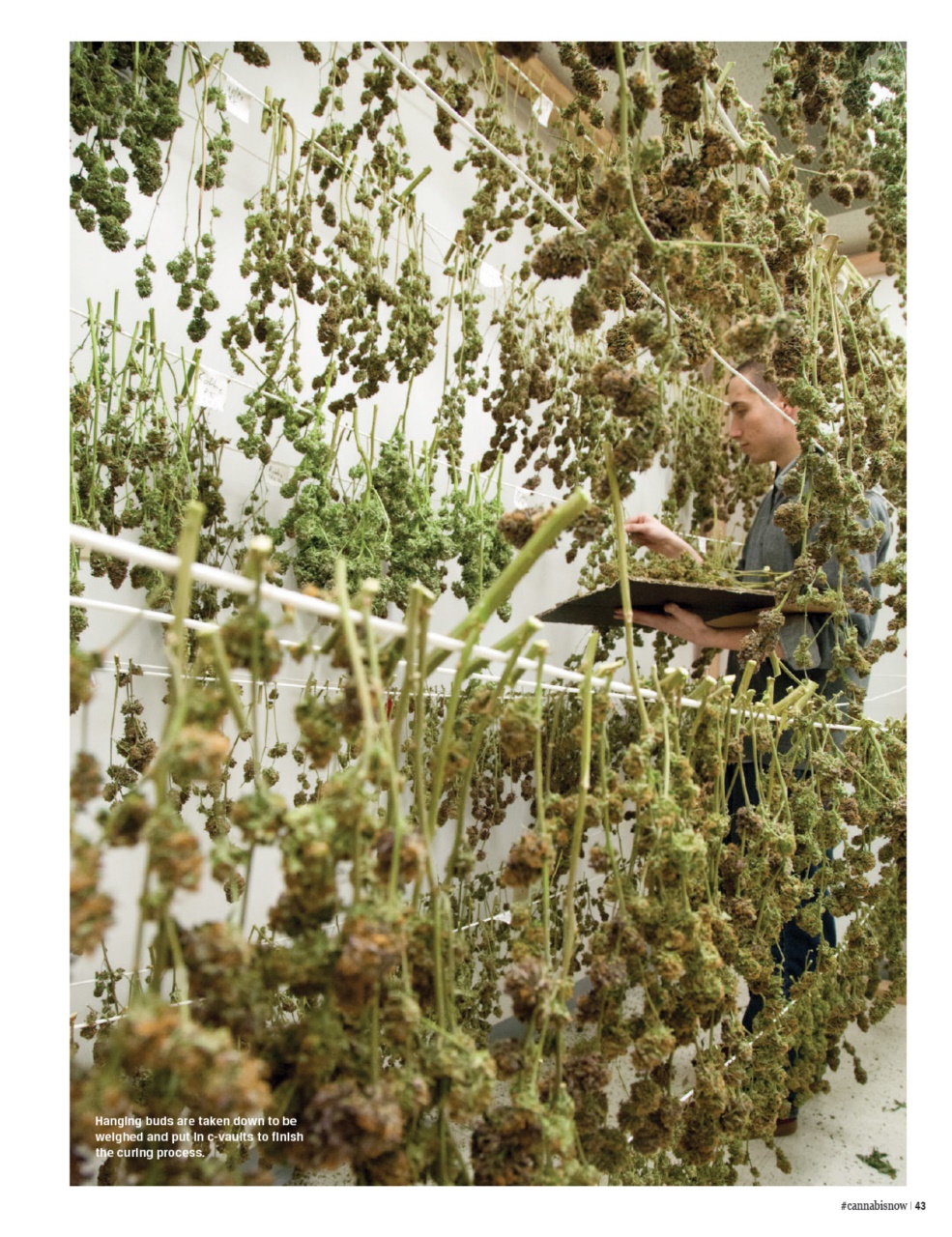 Cannabis Now Preview Pages