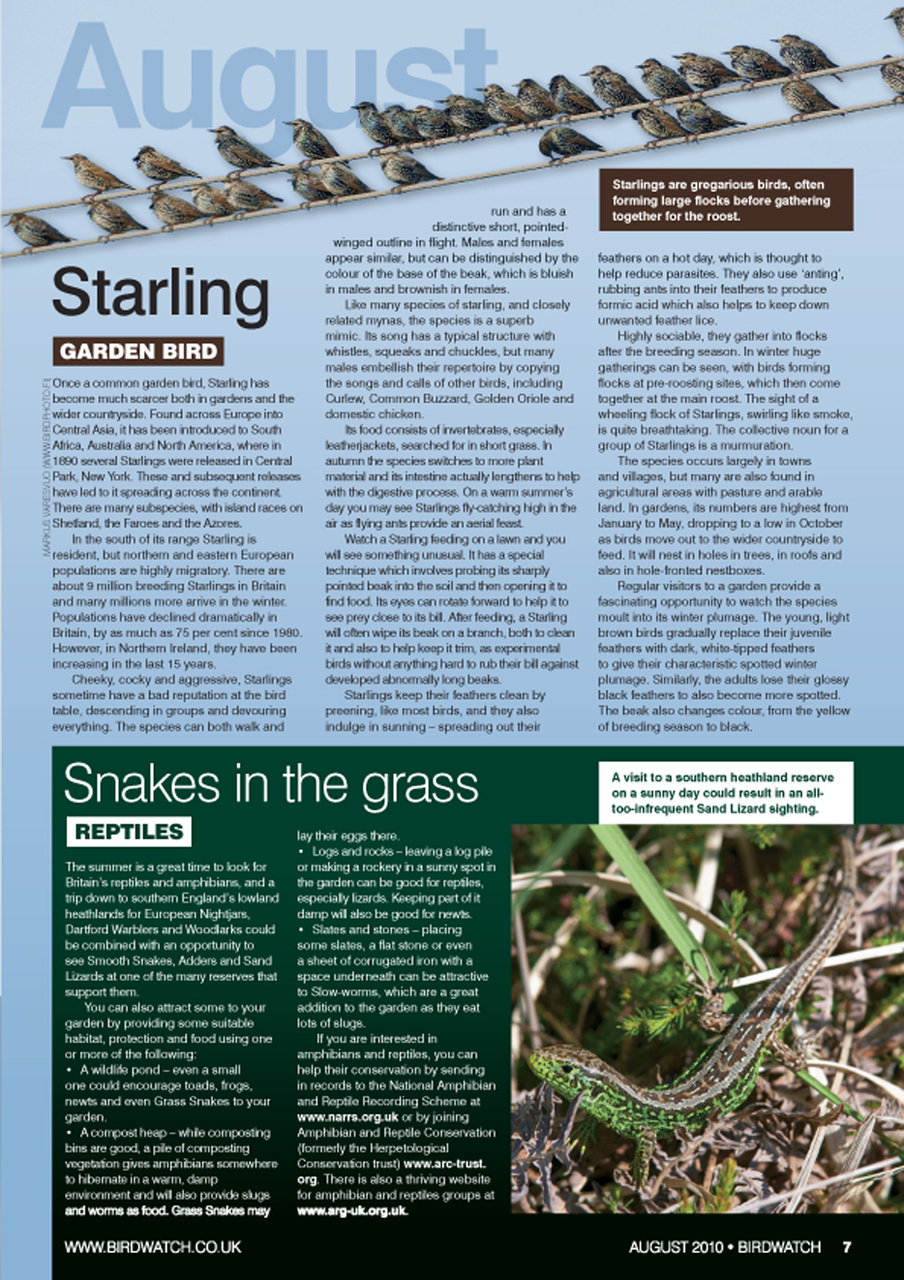 Birdwatch Magazine Preview Pages