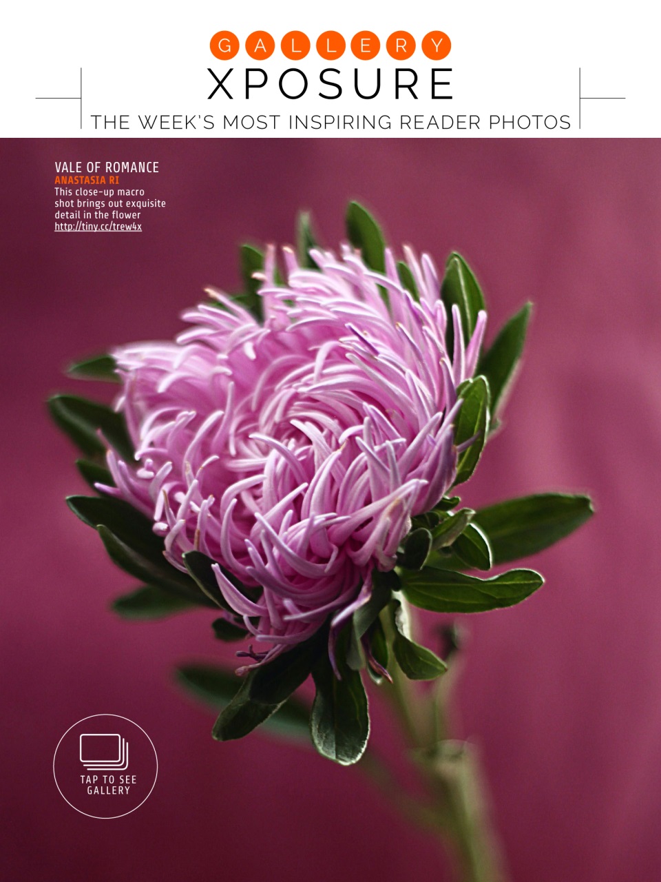 Photography Week Preview Pages