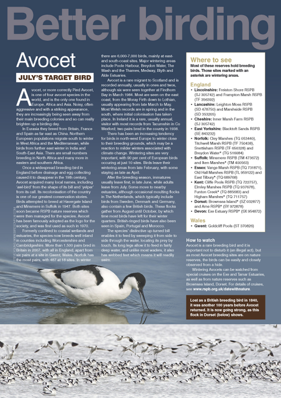 Birdwatch Magazine Preview Pages