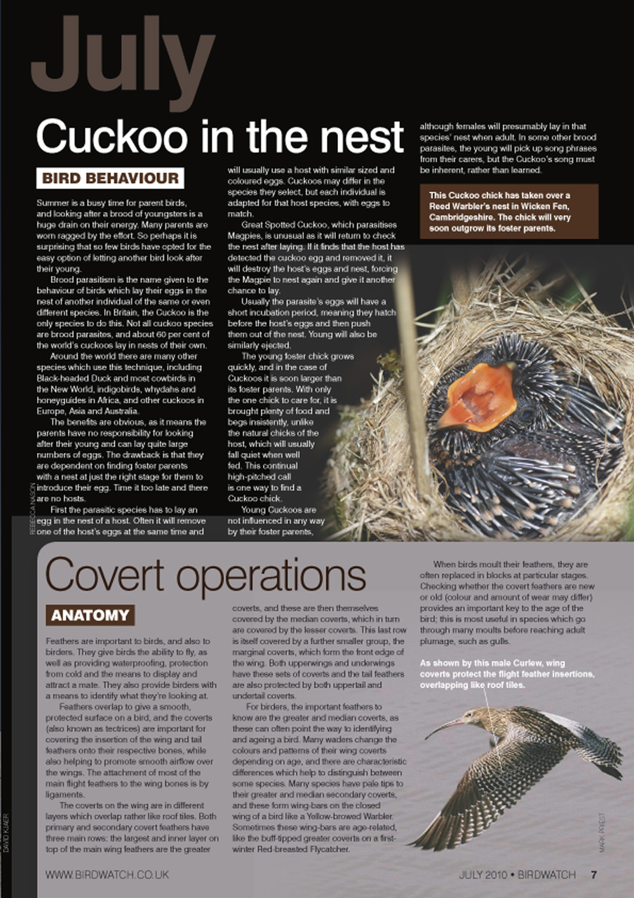 Birdwatch Magazine Preview Pages
