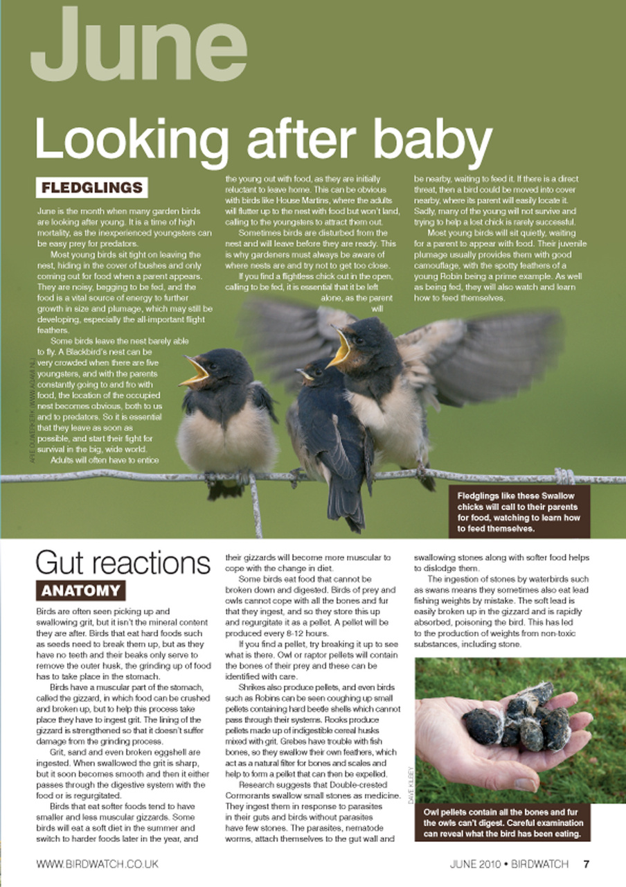 Birdwatch Magazine Preview Pages