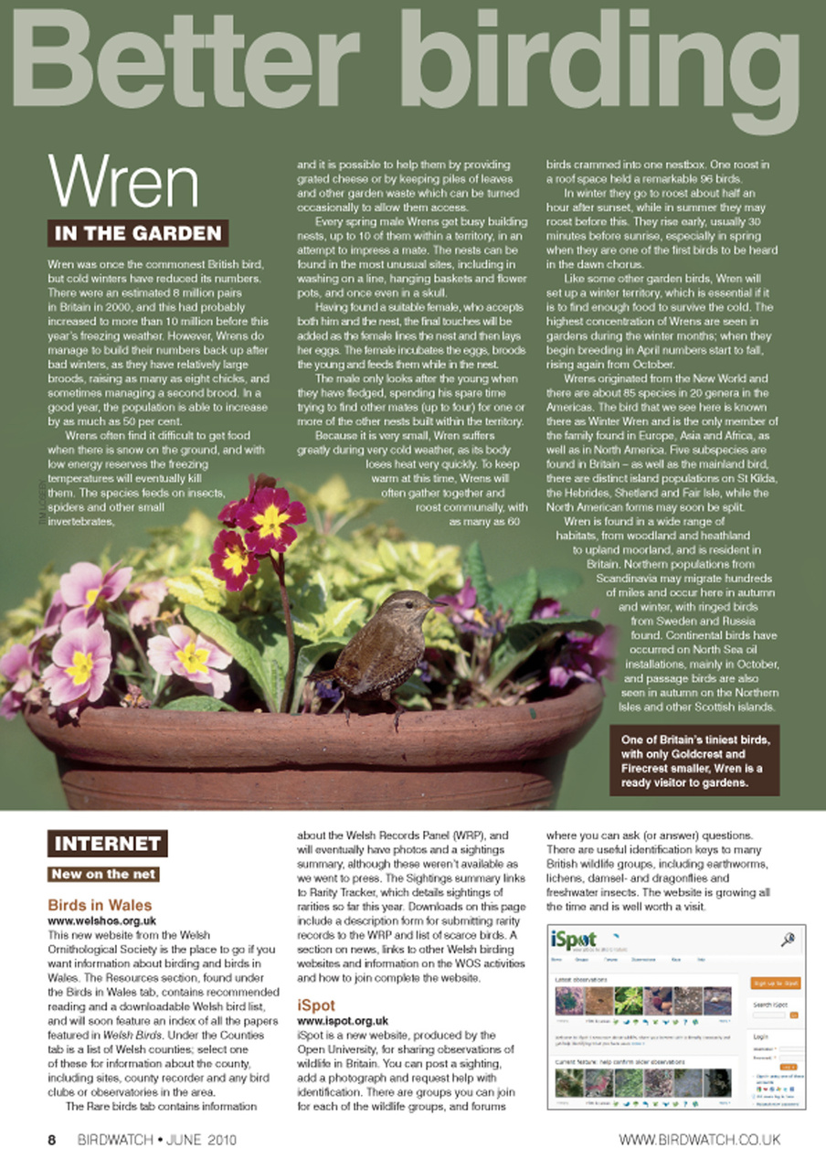Birdwatch Magazine Preview Pages
