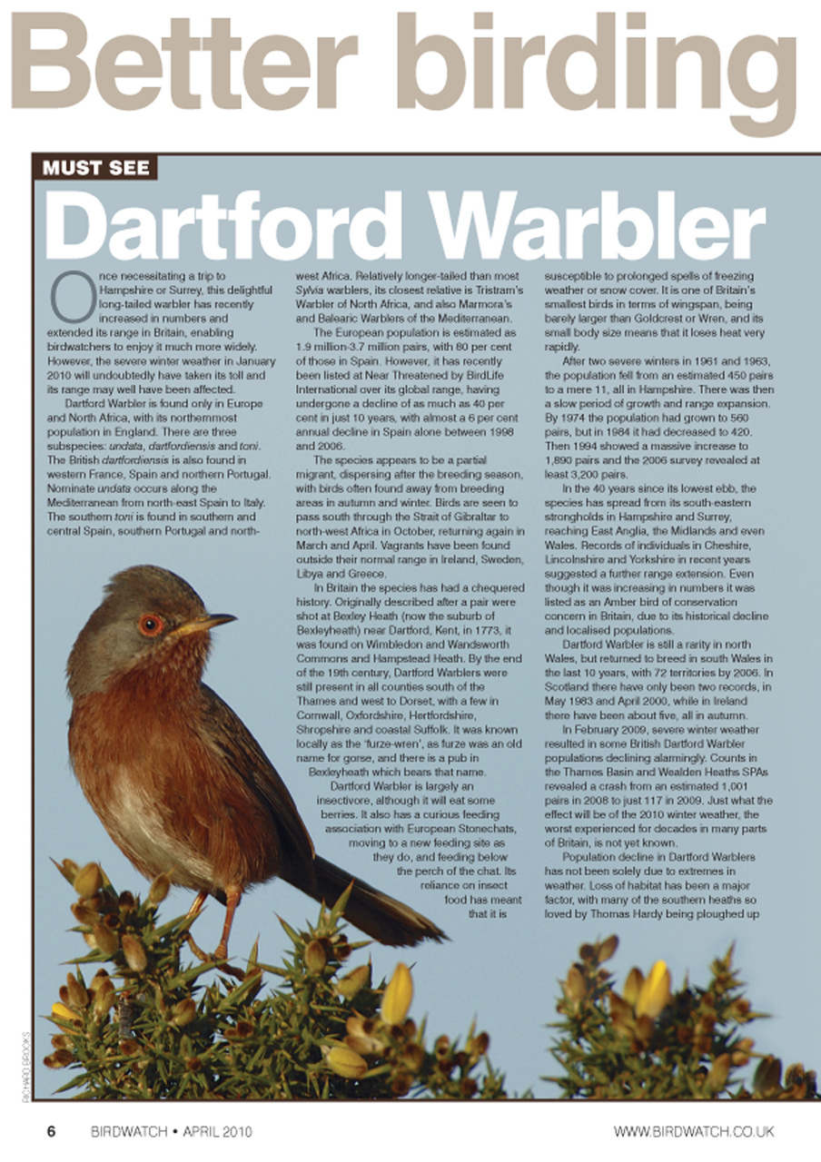 Birdwatch Magazine Preview Pages