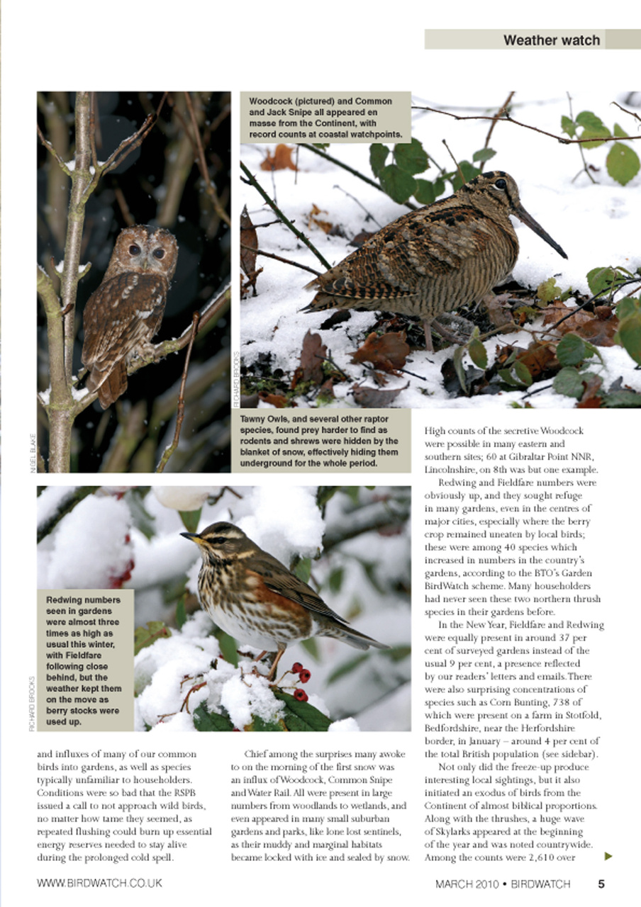 Birdwatch Magazine Preview Pages