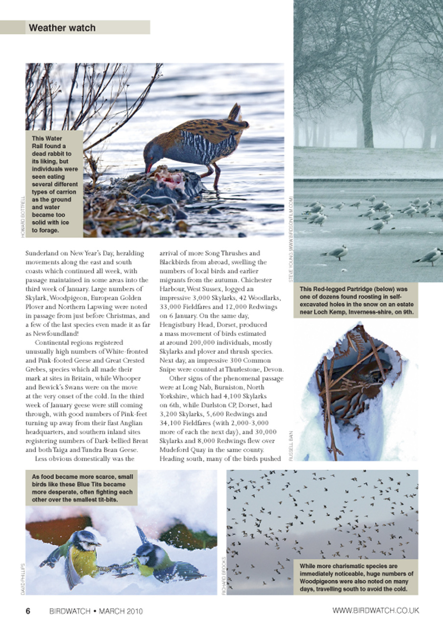 Birdwatch Magazine Preview Pages
