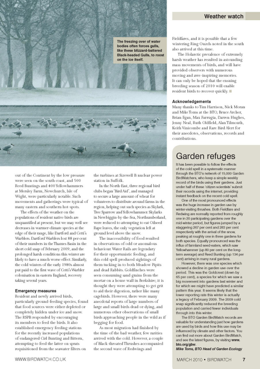 Birdwatch Magazine Preview Pages