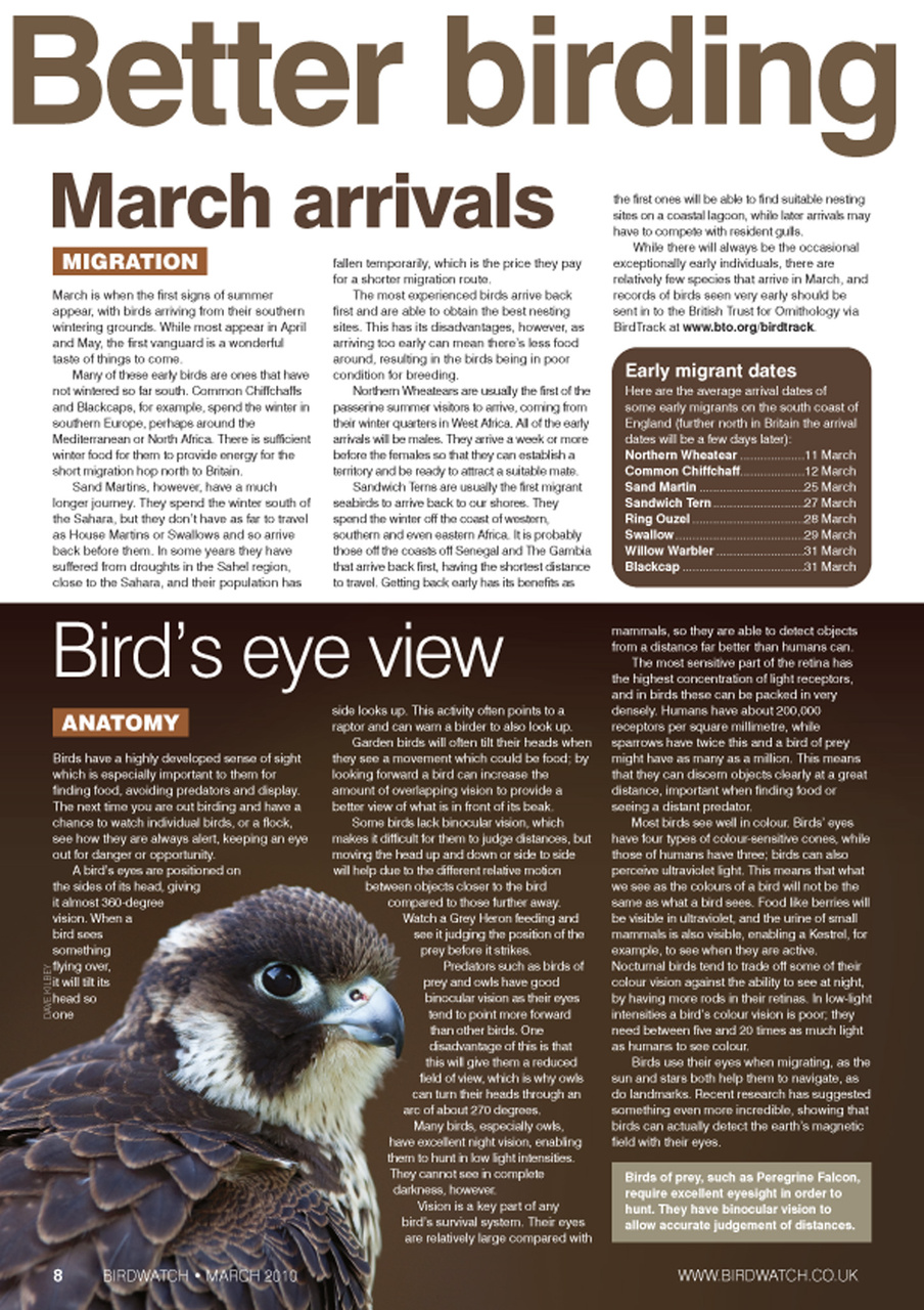 Birdwatch Magazine Preview Pages