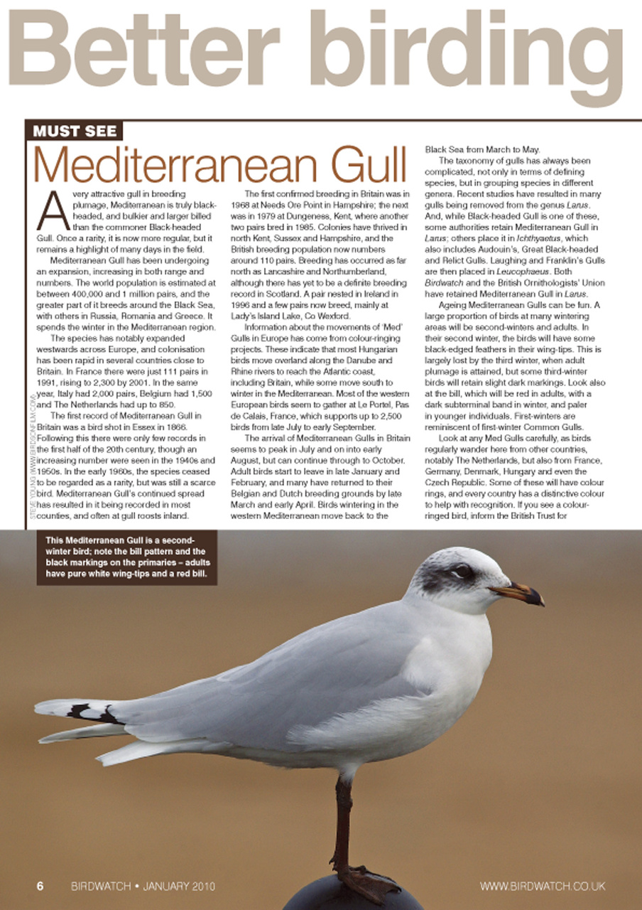 Birdwatch Magazine Preview Pages