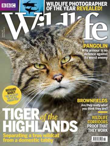BBC Wildlife Magazine issue November 2015