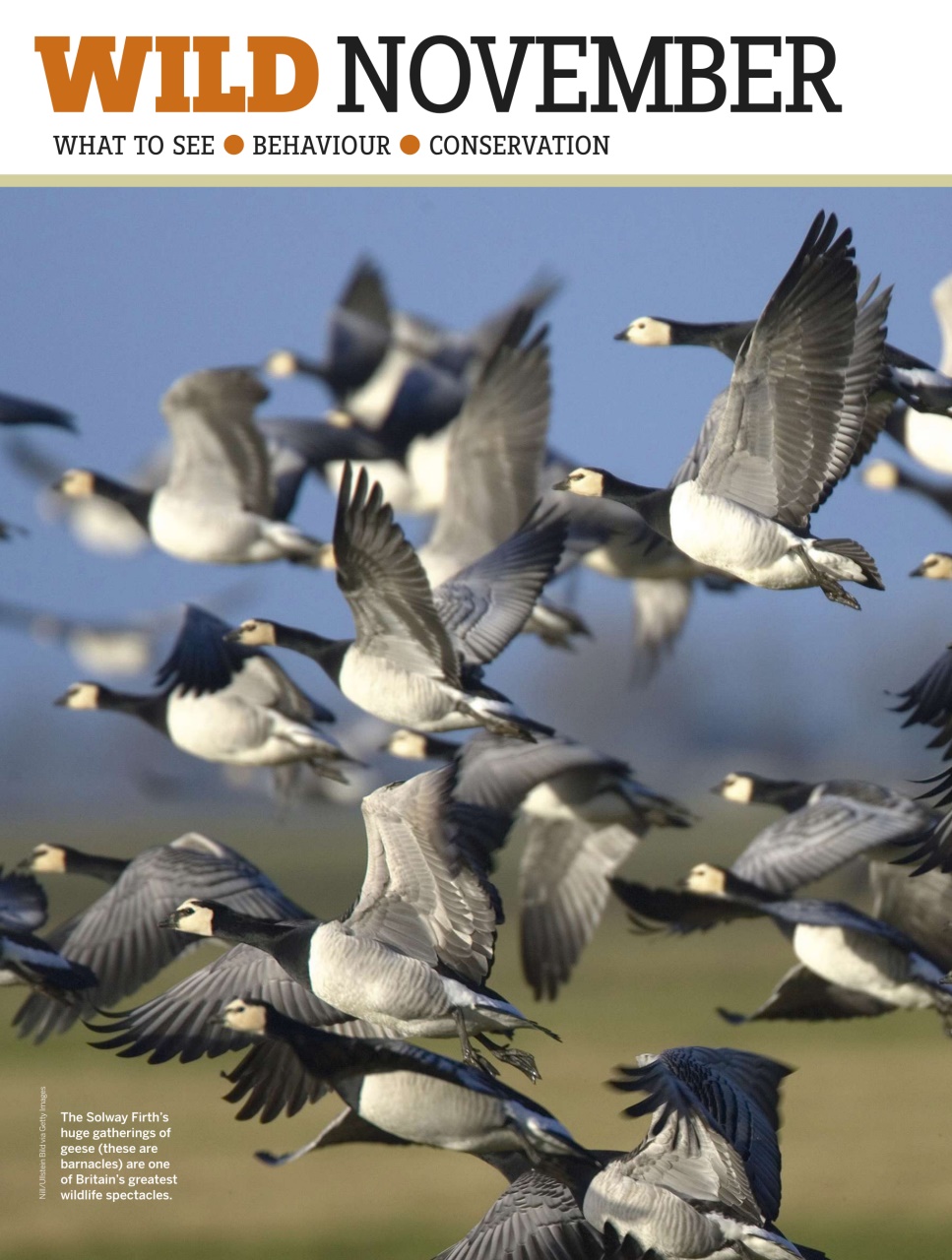 BBC Wildlife Magazine Preview Pages