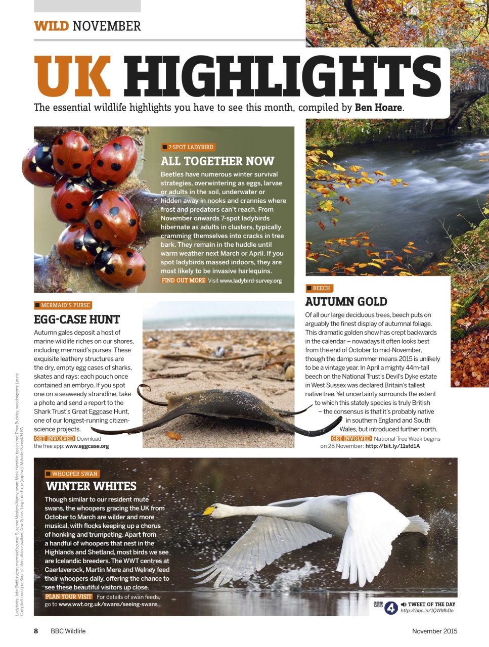 BBC Wildlife Magazine Preview Pages