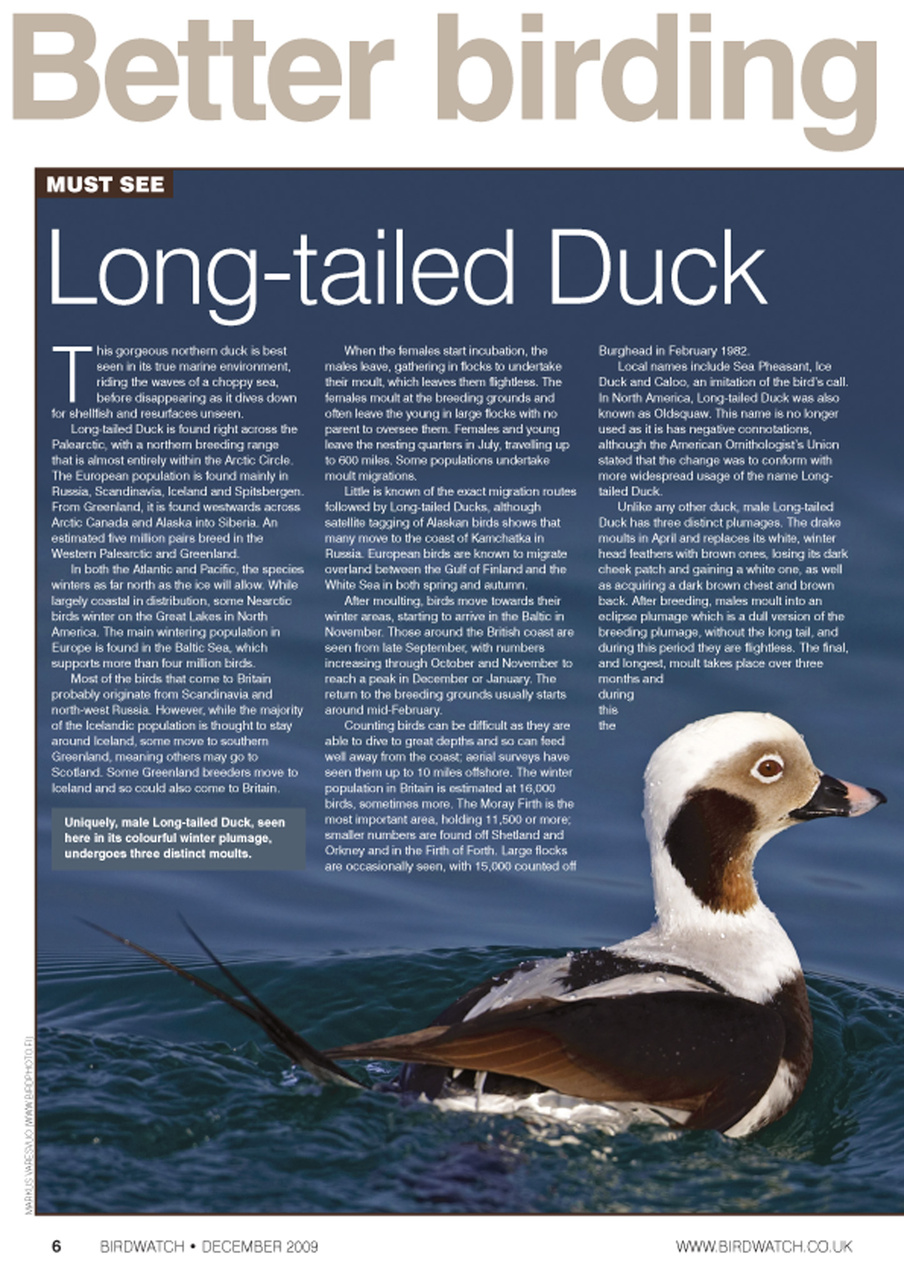 Birdwatch Magazine Preview Pages