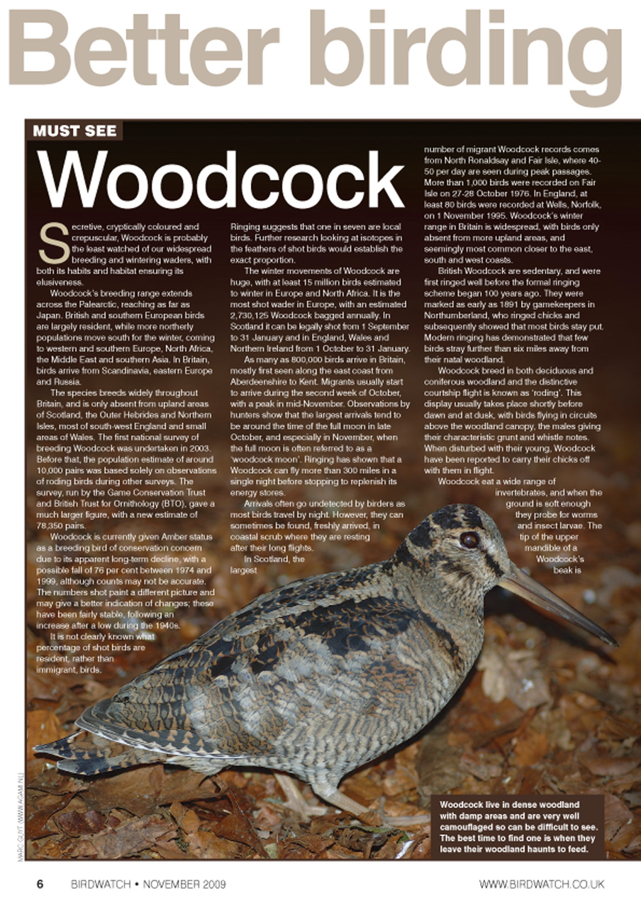 Birdwatch Magazine Preview Pages