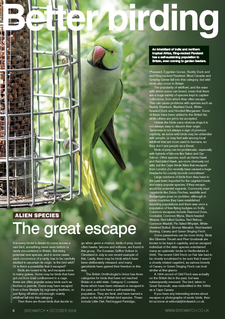 Birdwatch Magazine Preview Pages