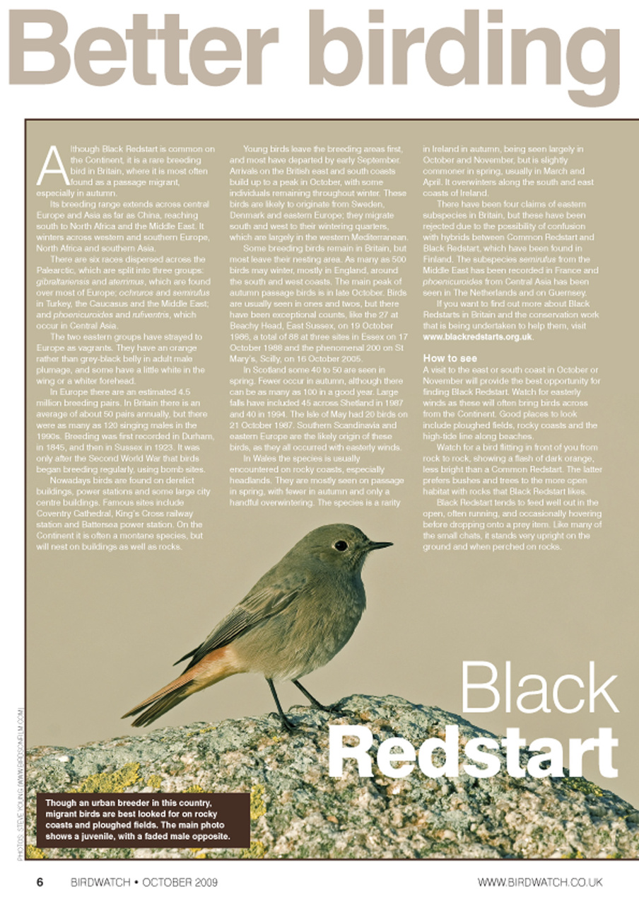 Birdwatch Magazine Preview Pages