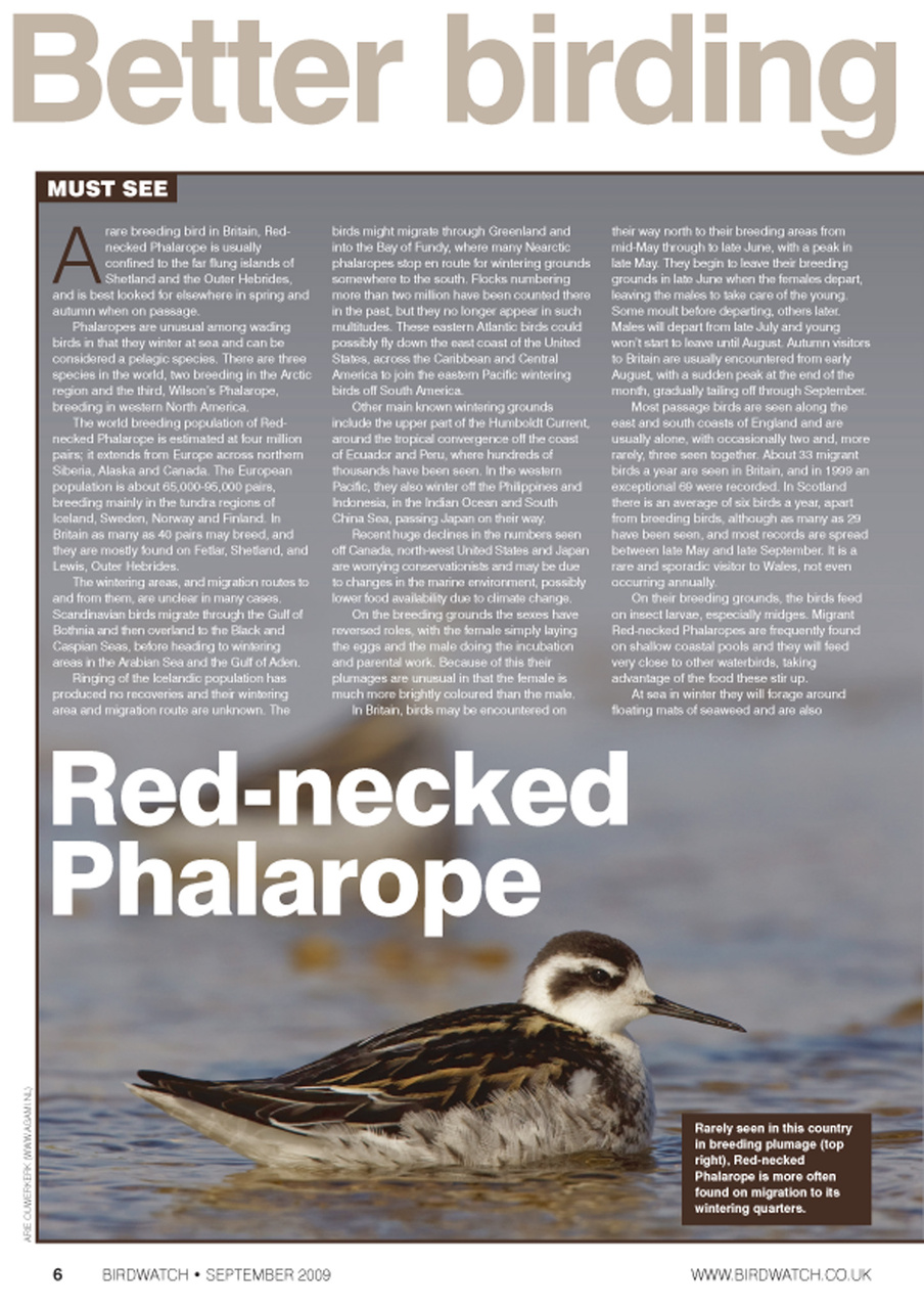 Birdwatch Magazine Preview Pages