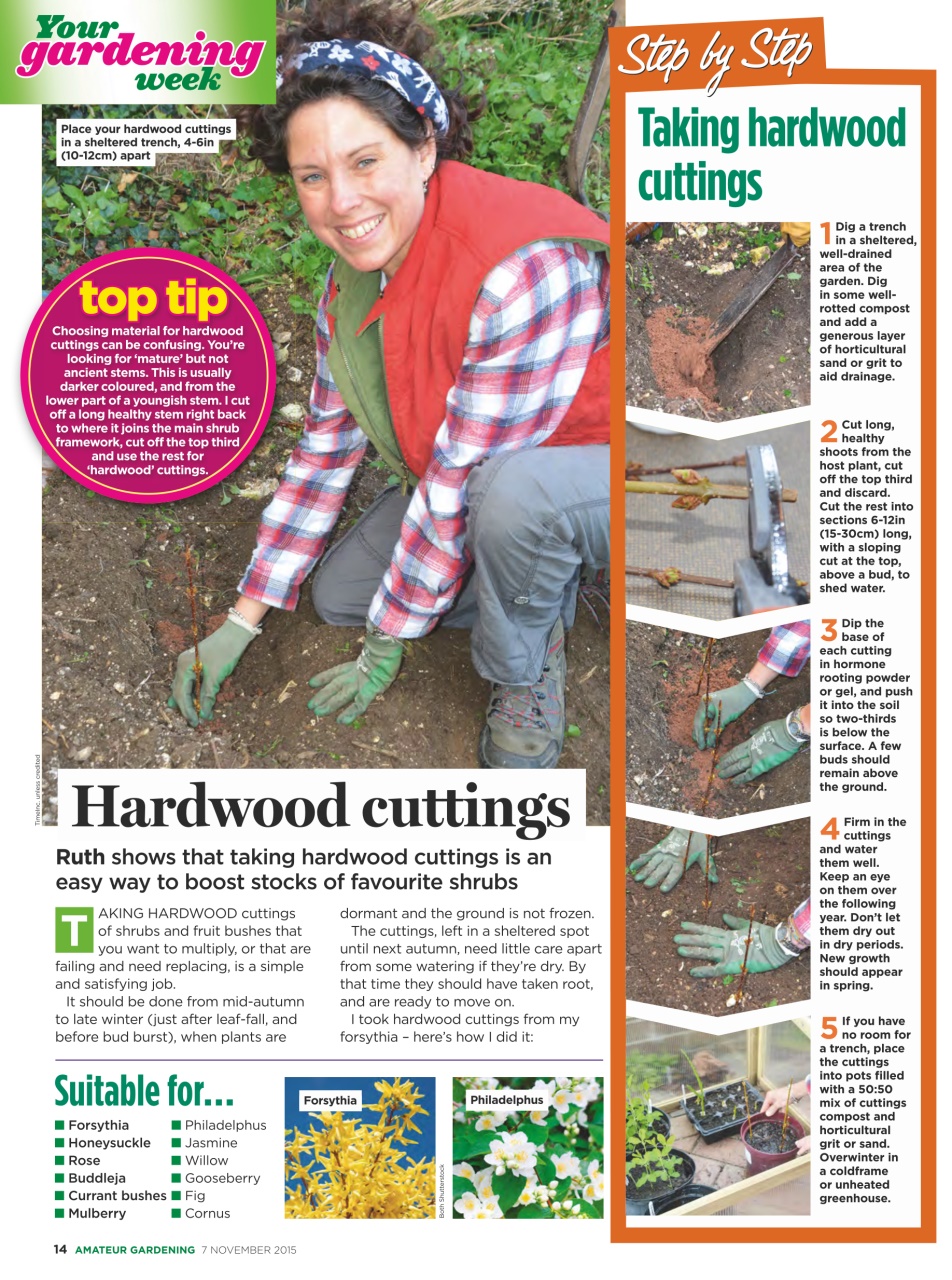 Amateur Gardening Preview Pages