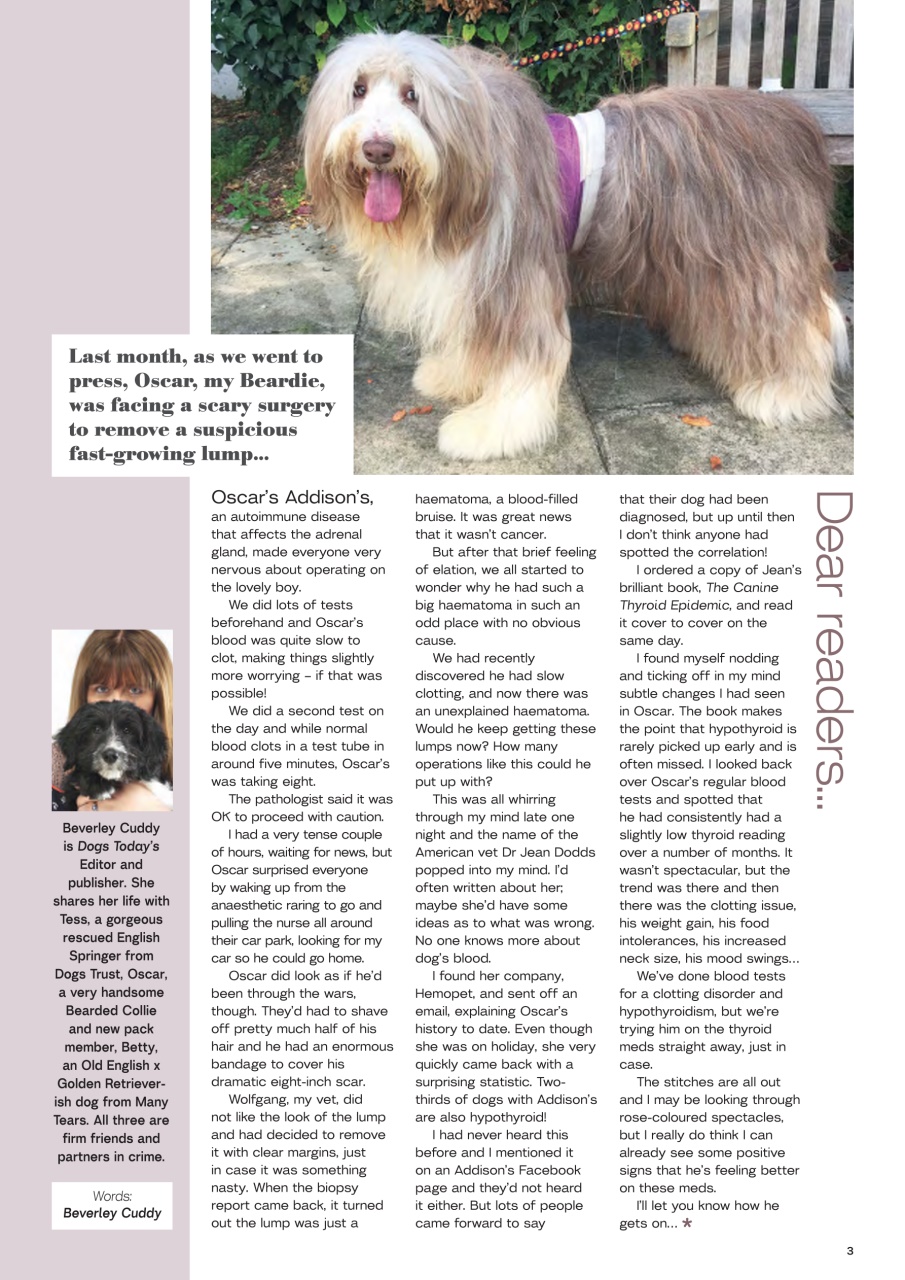 Dogs Today Magazine Preview Pages