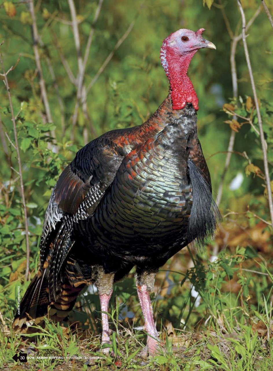 Bow & Arrow Hunting Preview Pages