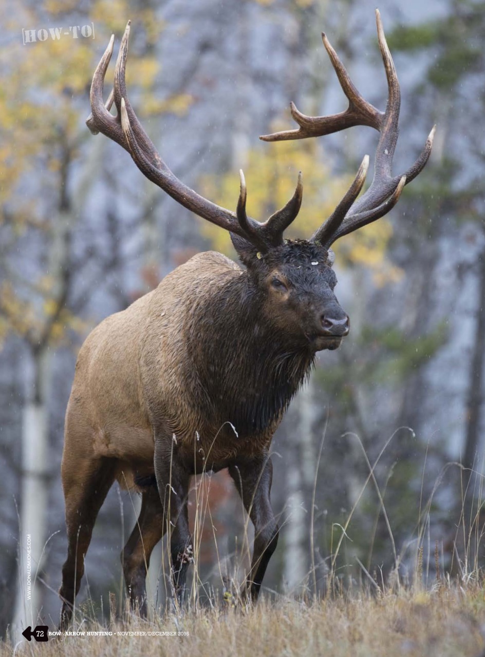 Bow & Arrow Hunting Preview Pages