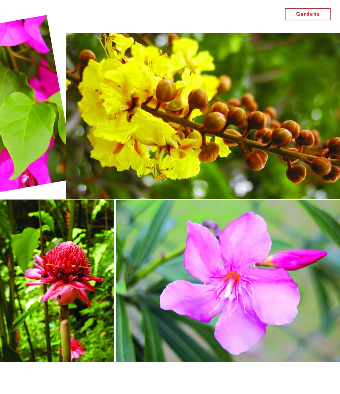 Island Life Preview Pages