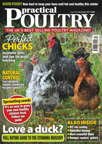 Practical Poultry issue No. 144 Perfect Chicks