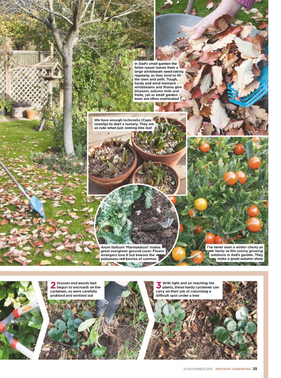Amateur Gardening Preview Pages