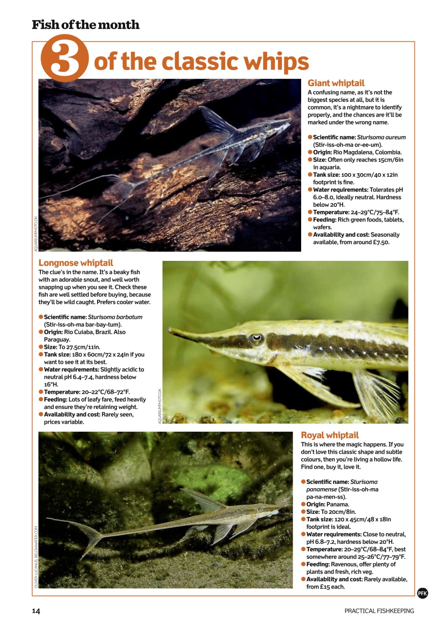 Practical Fishkeeping Preview Pages